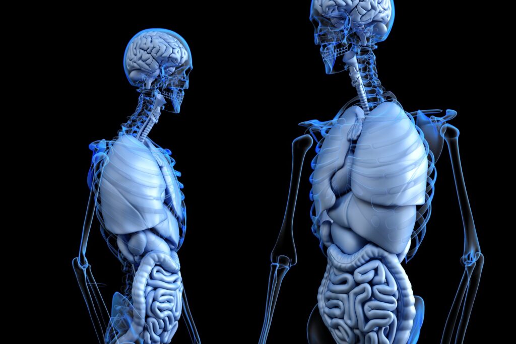 anatomical-immagine in libero uso da pixabay.com